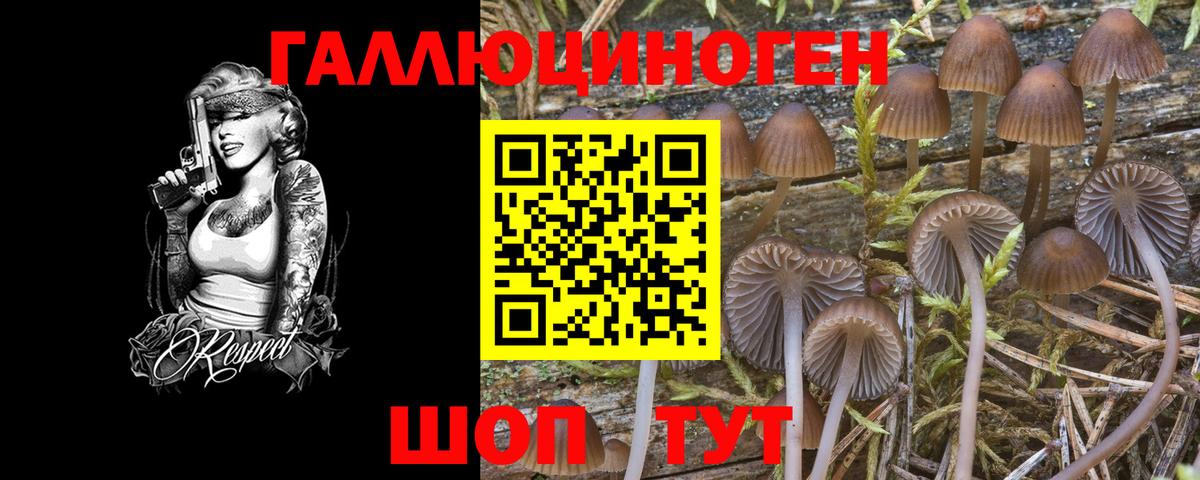 Галлюциногенные грибы Psilocybe Ульяновск